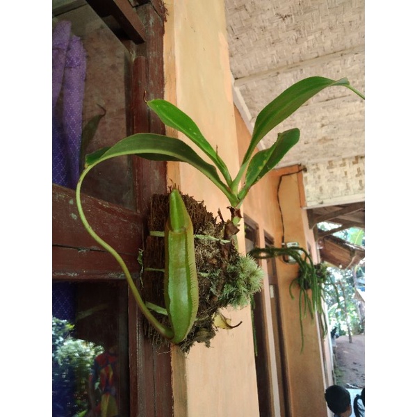 Pack 4 Matite Con Semi Piantabili | Cartoncini Istruzioni Per Bomboniere Eco-Friendly - Foto 5