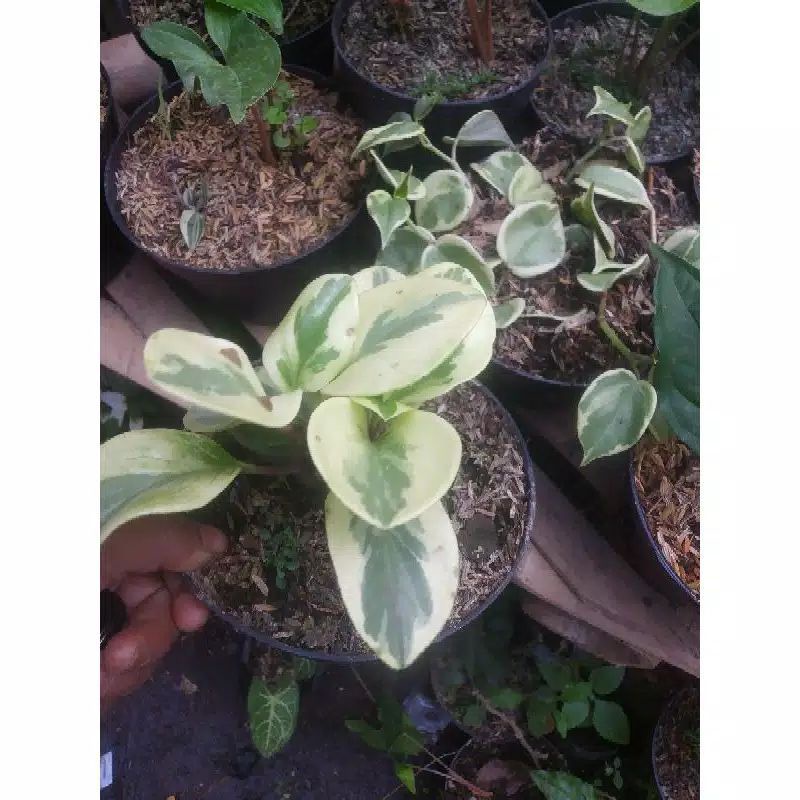 Jual Tanaman Hias Teplan Variegata Shopee Indonesia