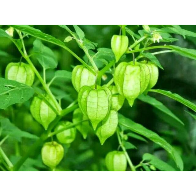 Jual PROMO Tanaman herbal ciplukan cecendet tanaman obat hipertensi ...