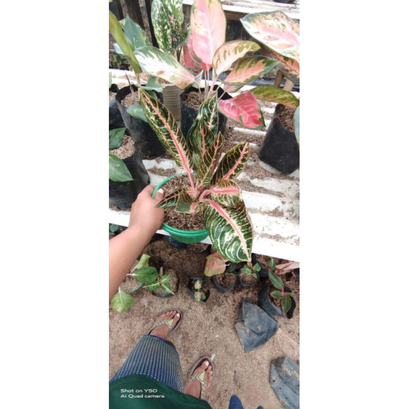 Jual Bunga Aglonema Red Sumatera Shopee Indonesia