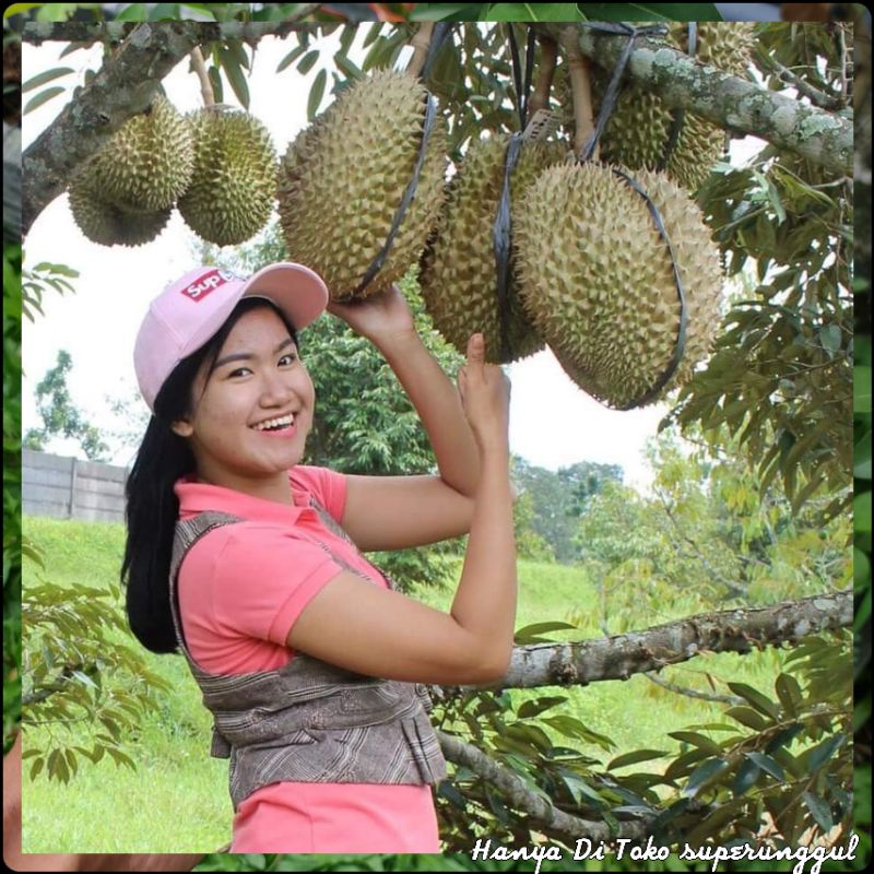 Bibit Durian Musangking Super