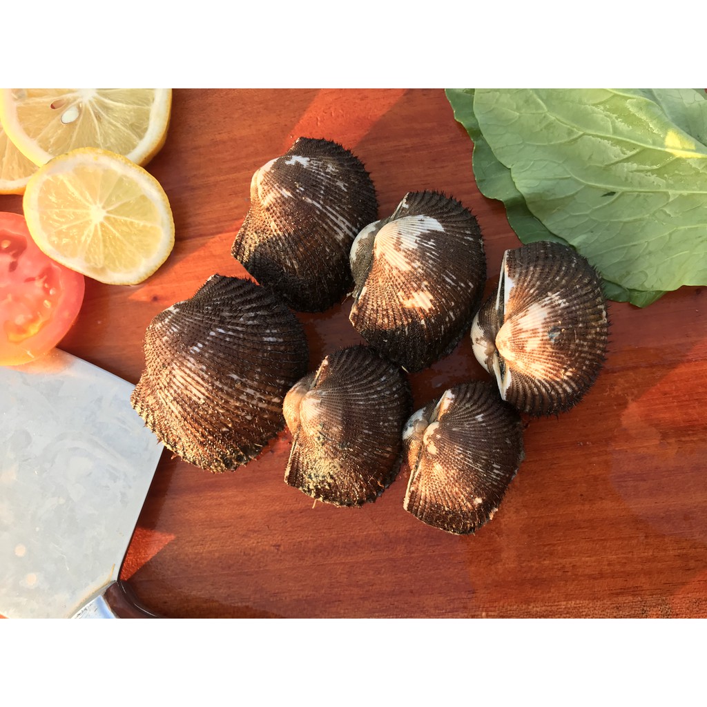 Jual Kerang Bulu (1KG) | Shopee Indonesia