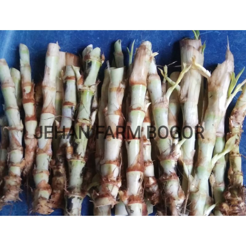 Jual BIBIT RUMPUT ODOT TUA 1KG PAKAN TERNAK KAMBING SAPI KELINCI MARMUT ...