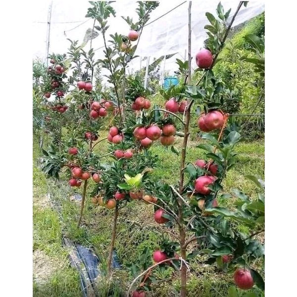 Jual TERBAIK Apel Bibit Tanaman Buah Apel Merah Siap Berbuah Hasil ...