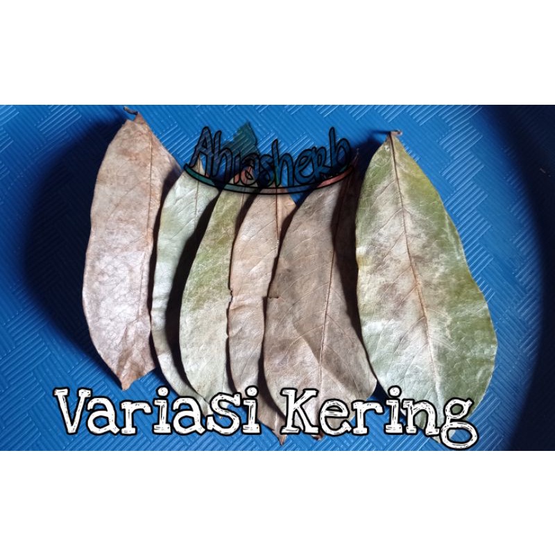 Jual Lembar Daun Sirsak Organik Fresh Kering Bibit Herbal