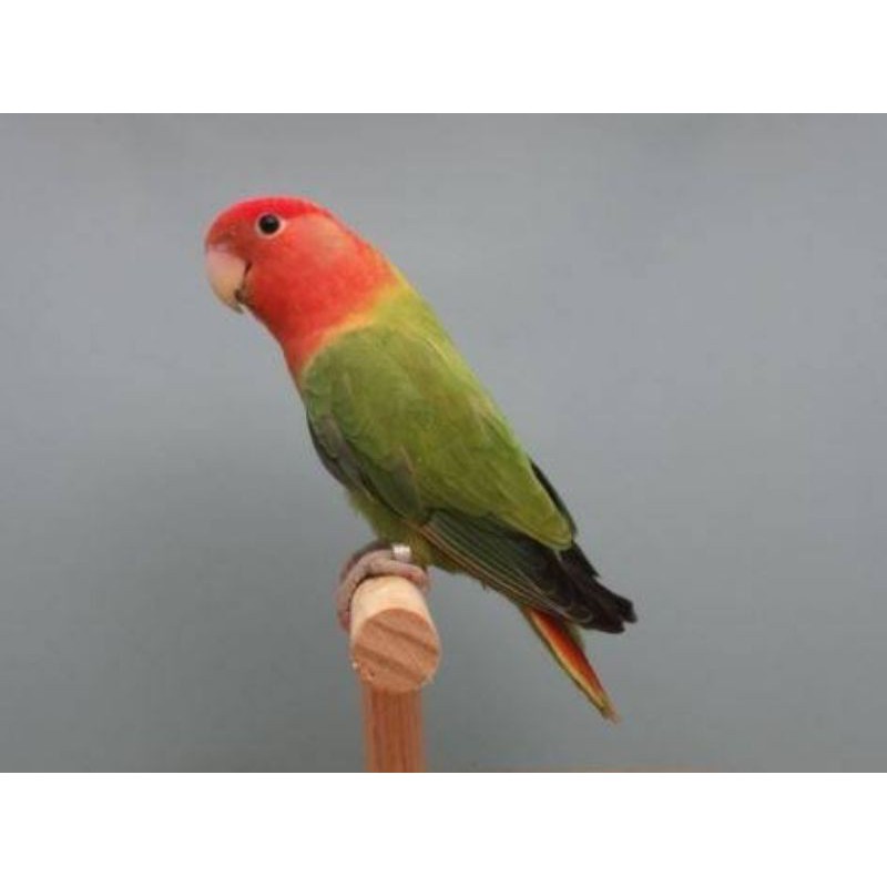 Jual lovebird non klep dewasa opaline dan warna cerah | Shopee Indonesia