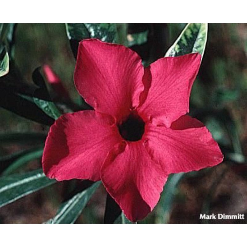 Jual Tanaman hias hidup adenium obesum red flow - tanaman adenium ...