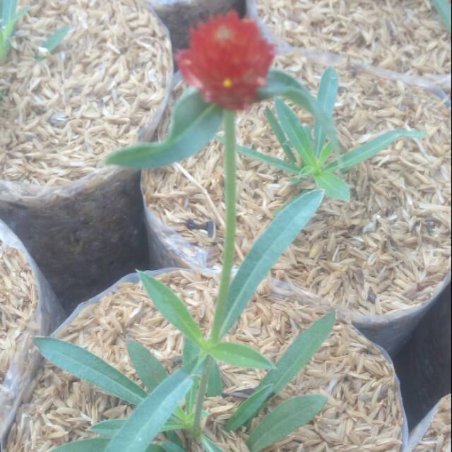 Jual Bunga kancing merah | Shopee Indonesia