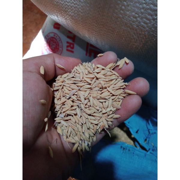 Jual Gabah Beras Putih Gabah Murni Gabah Hasil Petani Lokal Dipanen ...