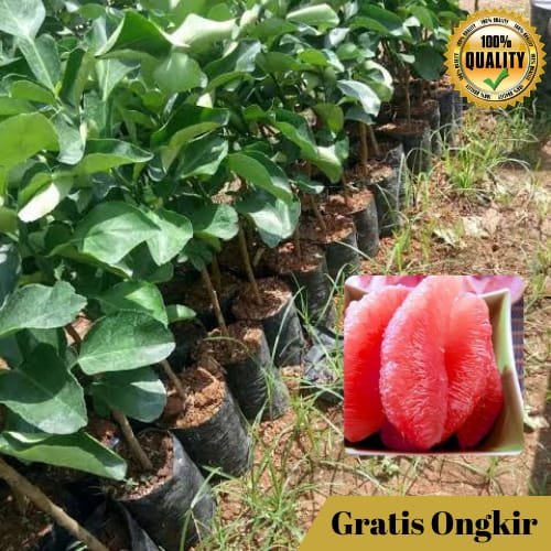 Jual Terbaik Bibit Buah Jeruk Red Pamelo Super Unggul Virall Shopee