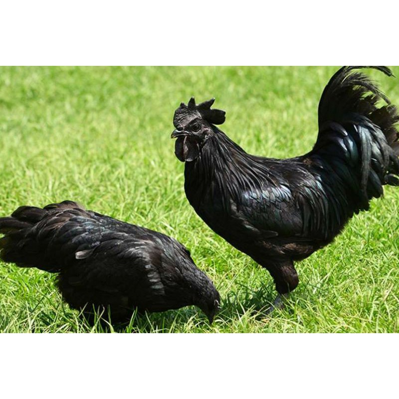 Jual Telur Ayam Cemani Terlengkap & Harga Terbaru Oktober 2026 | Shopee ...