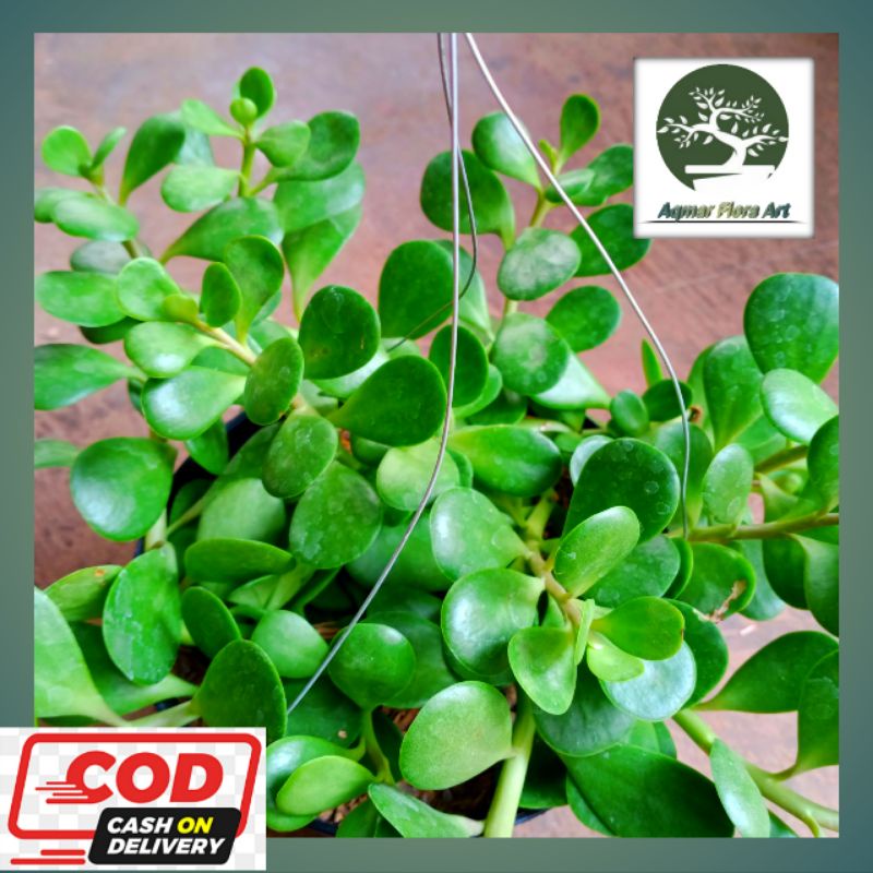 Jual Tanaman Hias Gantung Jade Plant Menjuntai Shopee Indonesia