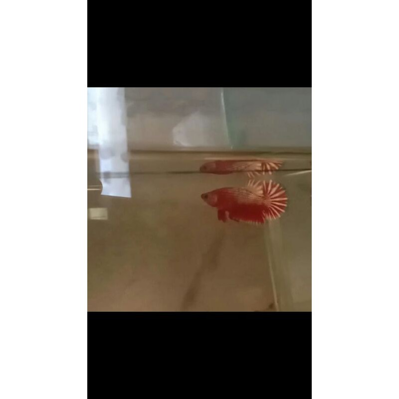 Jual ikan cupang fccp red het/ws | Shopee Indonesia