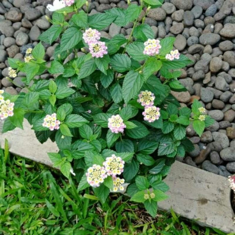 Jual tanaman hias lantana bunga Putih,ping,merah,kuning | Shopee Indonesia