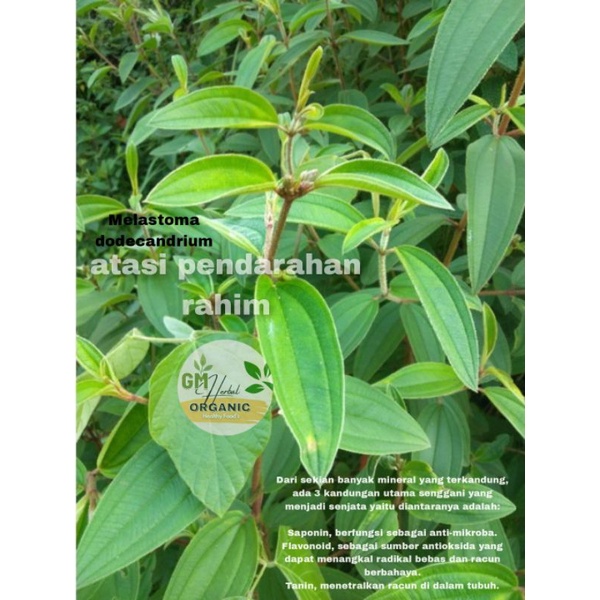 Jual MELASTOMA DODECANDRIUM / daun senggani /daun harendong besar ...