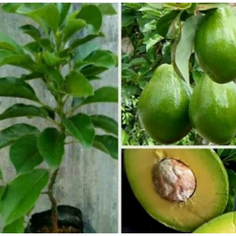 Jual Pohon Alpukat Mentega Okulasi Bibit Tanaman Pohon Buah Alpukat