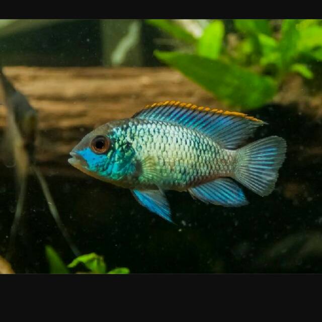 Jual Ikan hias blue acara akara via gojek | Shopee Indonesia