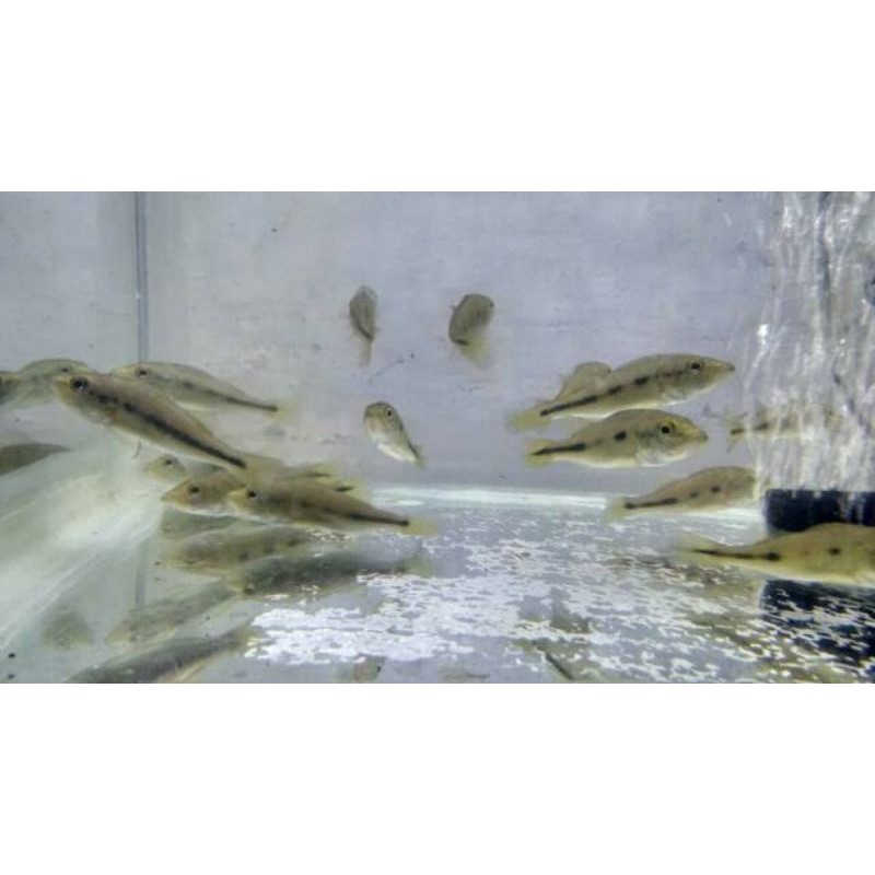 Jual Peacock Bass Monoculus/Pbass Mono | Shopee Indonesia