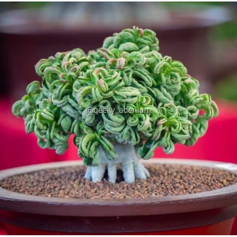 Adenium Thai Arabicum 