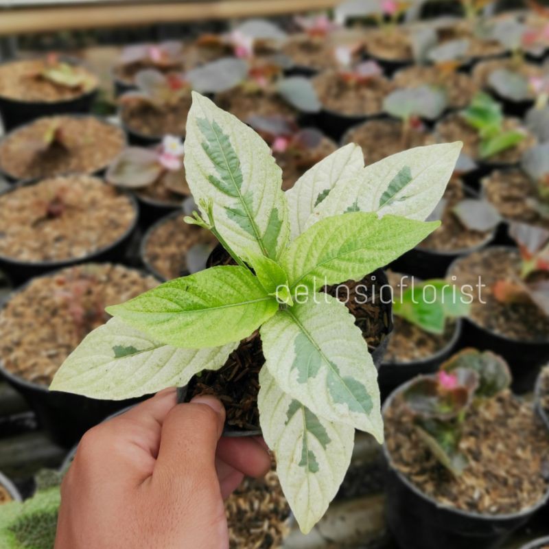 Jual Tanaman Hias Ruellia Variegata | Shopee Indonesia