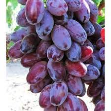Jual Anggur Import Unggul Jenis Romeo Hasil Grafting Cepat Berbuah ...