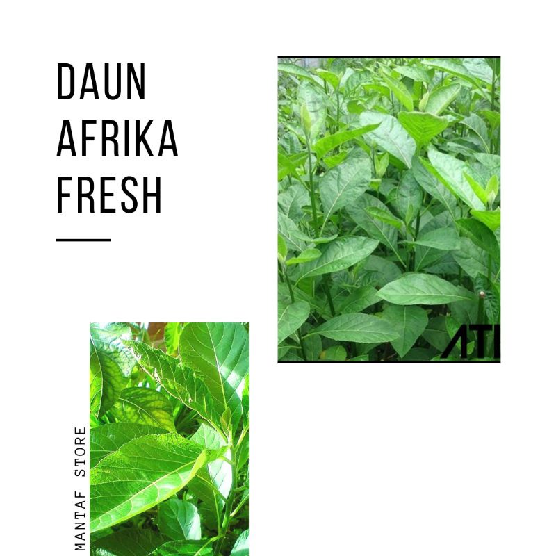 Daun Afrika untuk Diabetes: Harapan Alami dalam Mengelola Gula Darah