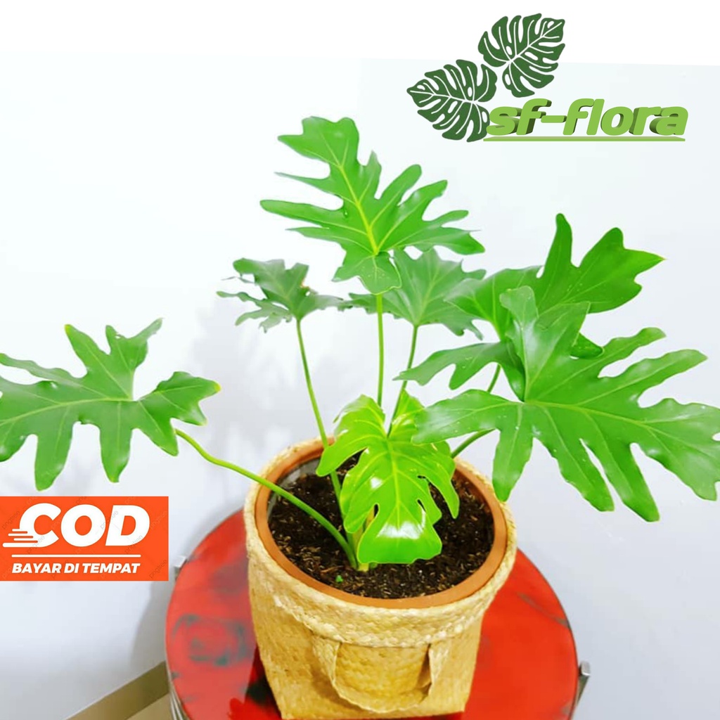 Jual tanaman hias philodendron selloum-PROMO PHILODENDRON SELLOUM ...