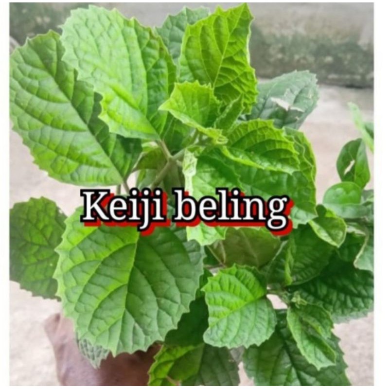 Jual Tanaman Keji Beling Terlengkap & Harga Terbaru Mei 2026 | Shopee ...