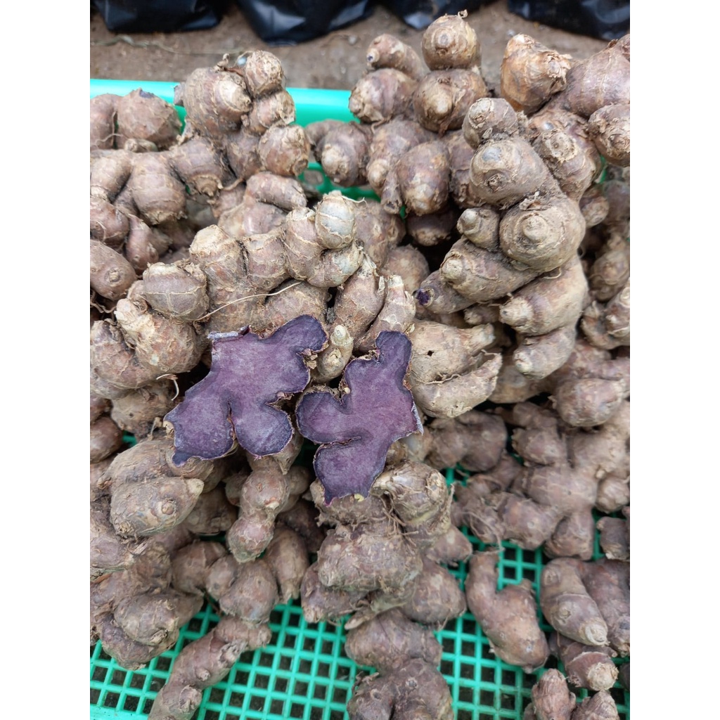 Jual Jahe Hitam 1kg Shopee Indonesia