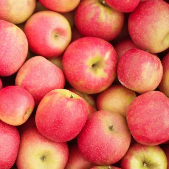 Jual APEL PINK LADY(CRIPPS PINK APPLE )/KG Shopee Indonesia