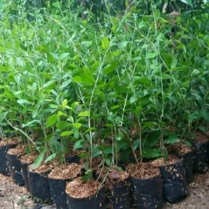 Jual Tanaman rambat lee kwan yew - tanaman menjutantai | Shopee Indonesia