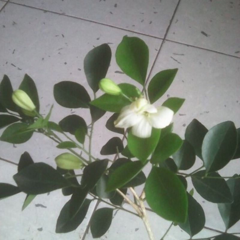 Jual Bibit Bunga Kemuning Jawa Super | Shopee Indonesia