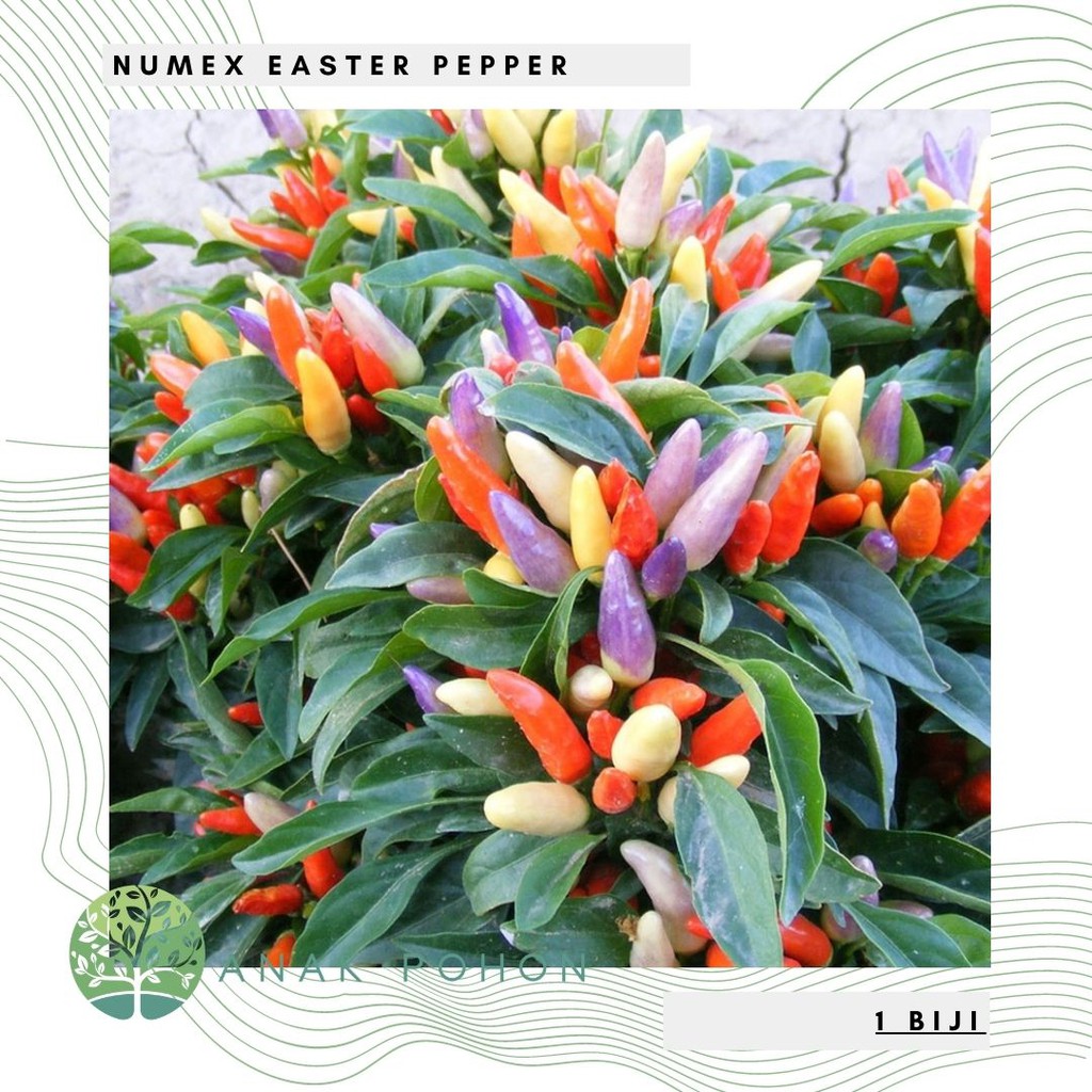 Jual Benih Bibit Biji Cabai Numex Easter Cabe Rainbow Pepper Seeds Shopee Indonesia