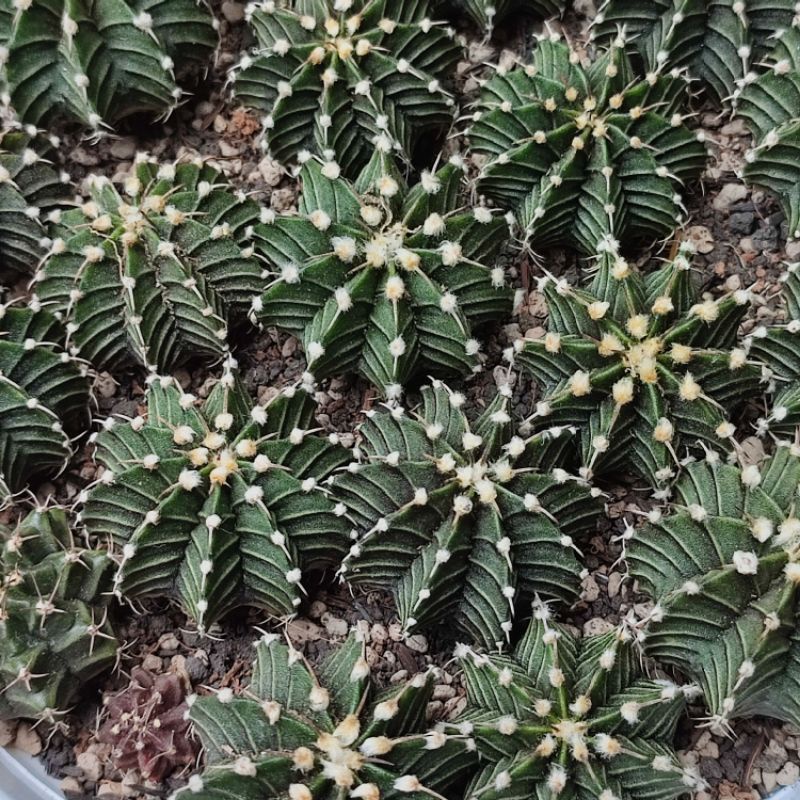 Jual Kaktus Gymnocalycium LB 2178 Gymno Miha Ownroot Shopee Indonesia