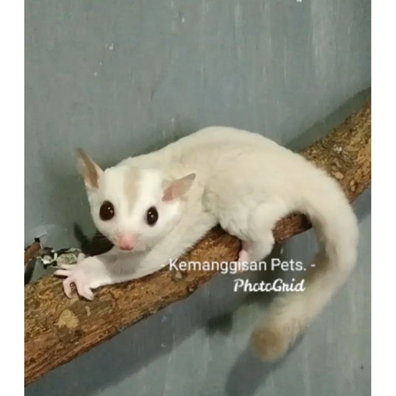 Sugar 2024 glider albino