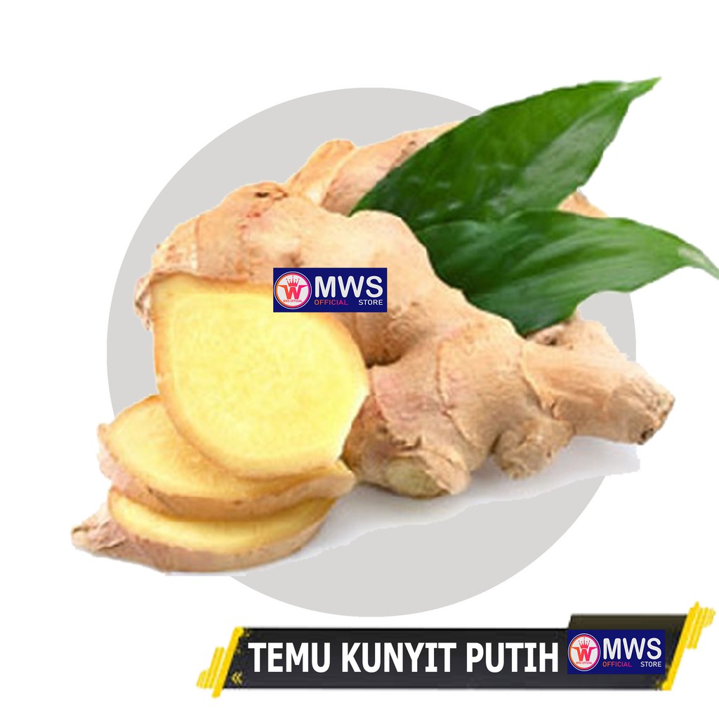 Jual Temu Kunyit Putih Segar 1kg Curcuma Zedoaria Kunir Putih Mws Official Store Shopee Indonesia 2490