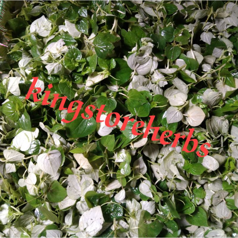 Jual Promo 250 Gram Daun Sirih Cina Tumpang Air Suruhan Peperomia