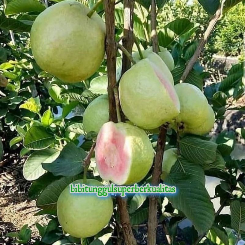 Jual Bibit Jambu Krital merah batang tua besar Siap berbuah | Shopee ...
