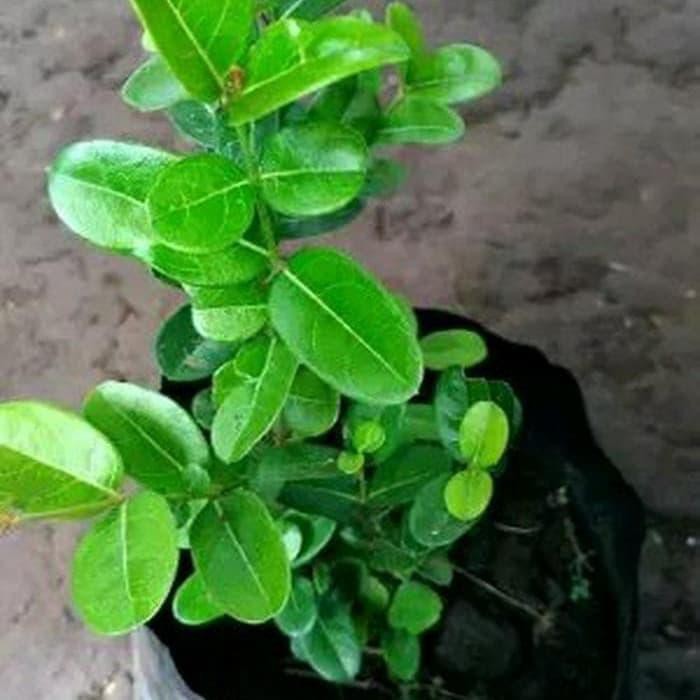 Jual Lte Bibit Buah Karendang Buah Renda Karenda Tanaman Buah Langka ...