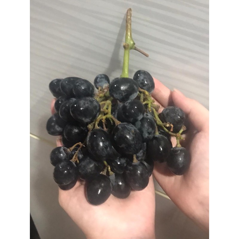 Jual ANGGUR BLACK AUTUMN 1KG MANIS [RUMAH BUAH] | Shopee Indonesia