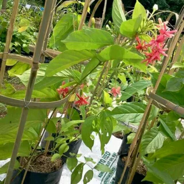 Jual Tanaman Rambat Melati Belanda | Shopee Indonesia