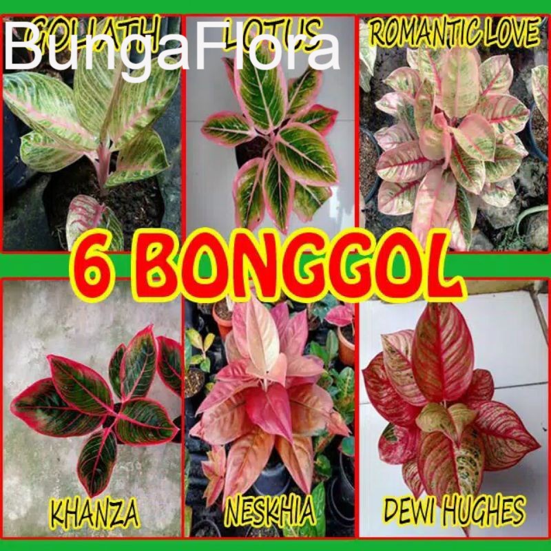 Jual 6 jenis bibit bongol NESKHIA, LOTUS, KHANZA, DEWI HUG, ROMANTIC ...