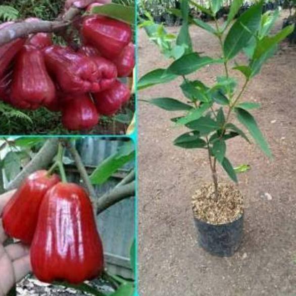 Jual Terbaik Bibit Tanaman Jambu Air Citra Pohon Jambu Citra Shopee