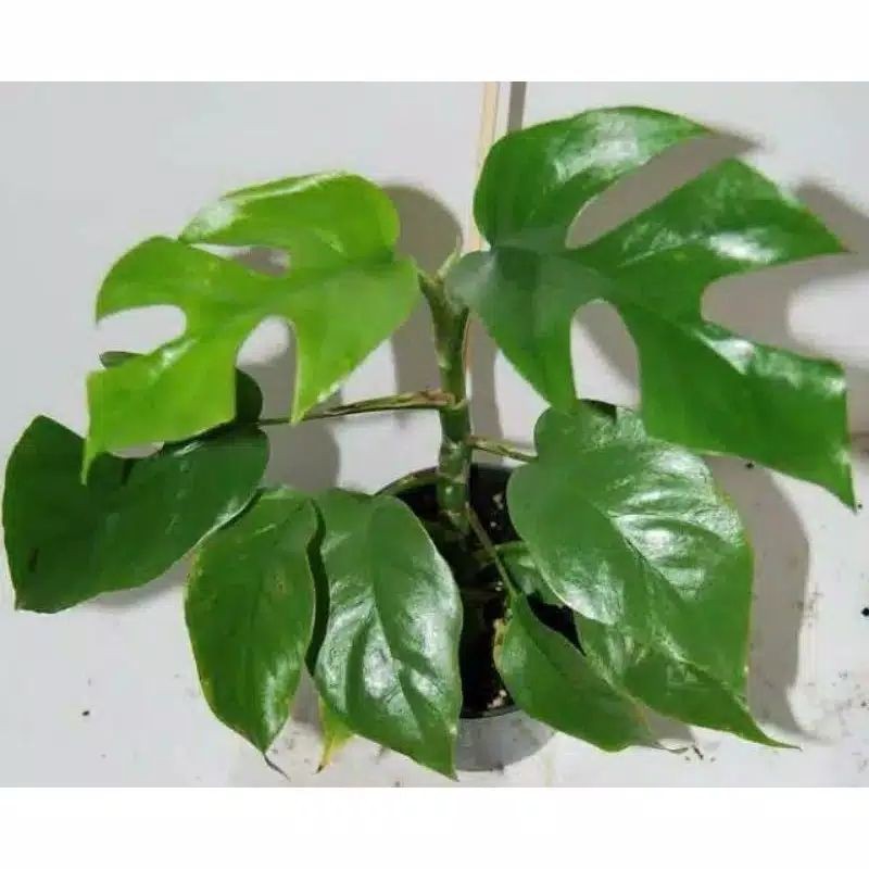 Jual monstera-rhaphidophora | Shopee Indonesia