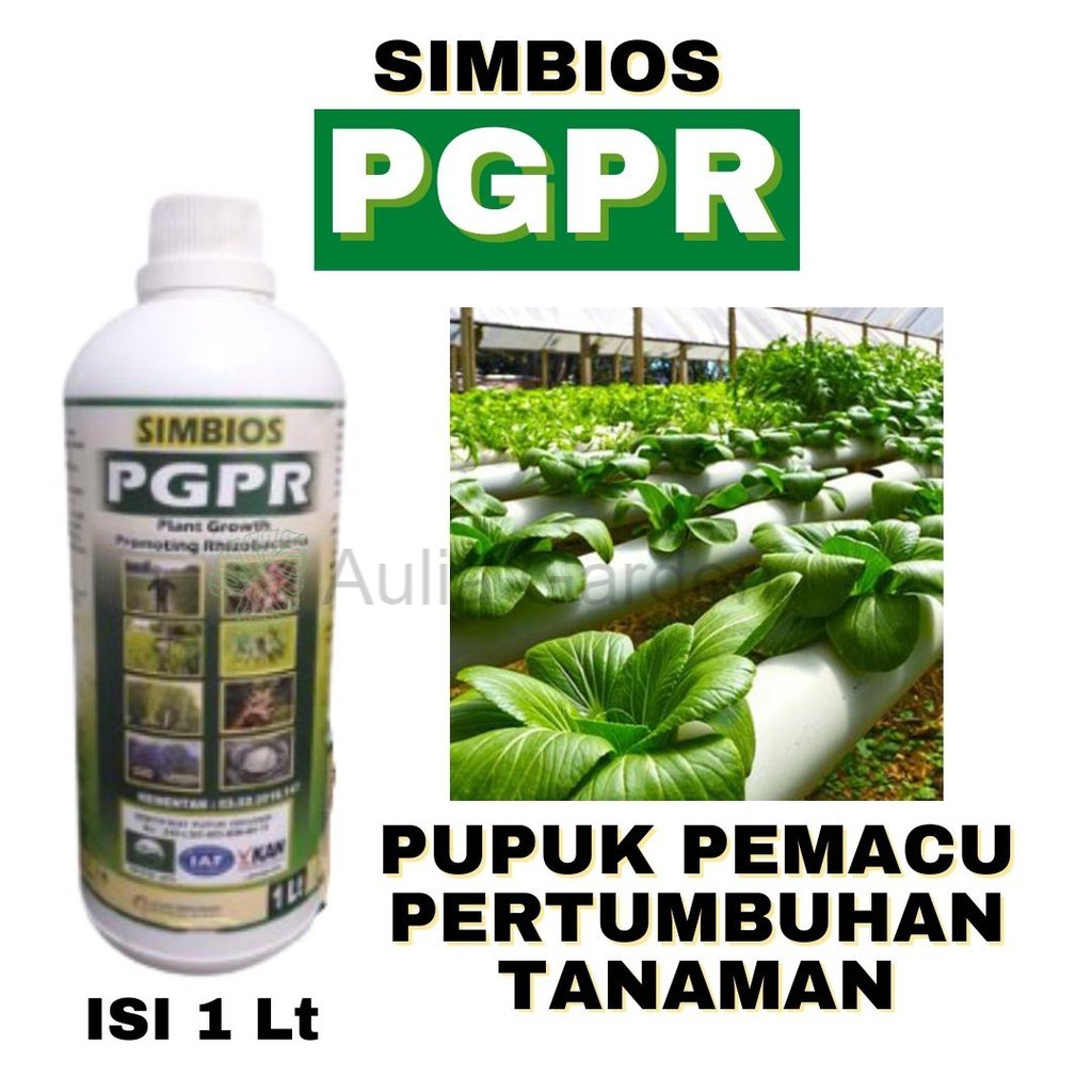 Jual Simbios Pupuk Pgpr Fungisida Hayati Cair Trichoderma Harzianum Busuk Buah Rhizobium Sp