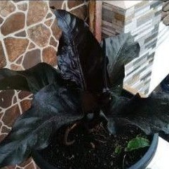Jual biji Anthurium black dragon (super black) | Shopee Indonesia