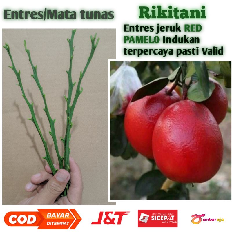 Jual Entres/mata tunas jeruk red pamelo valid | Shopee Indonesia