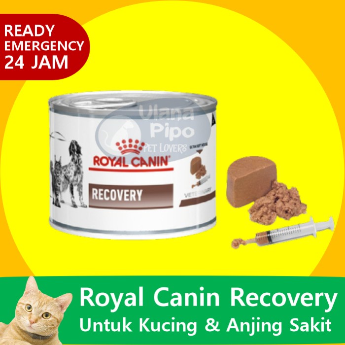 Royal canin recovery untuk hot sale kitten