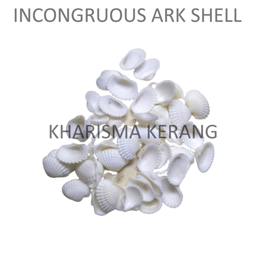 Jual Incongruous Ark Shell Sea Shell Kerang Laut Aksesories Kerang ...