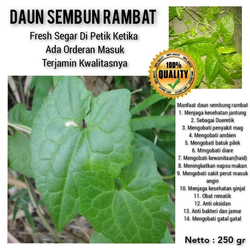 Jual DAUN SEMBUNG RAMBAT SEGAR 250 GRAM | Shopee Indonesia